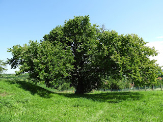 Rákóczi-féle törökmogyorófa