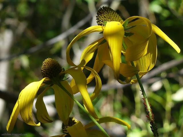 58: big yellow loose flower