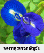 ประโยชน์จากดอกอัญชัน (Butterfly Pea)