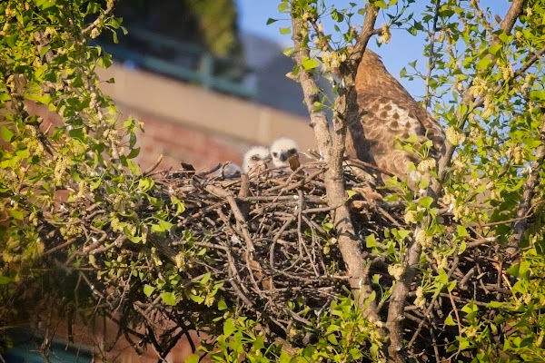 Three chicks.