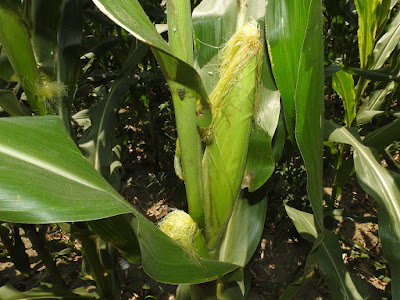玉米的雌花序