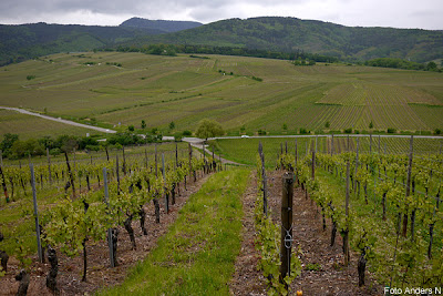 vinodling, vineyard, vignoble, weinberg, rebberg, weingarten, wingert, wengert, viña, alsace, elsass, france, frankreich, frankrike