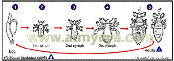  Gambar: Siklus hidup kutu rambut/kepala 