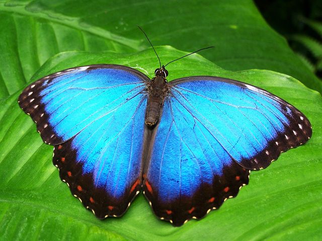 Amazing this most beautiful butterfly