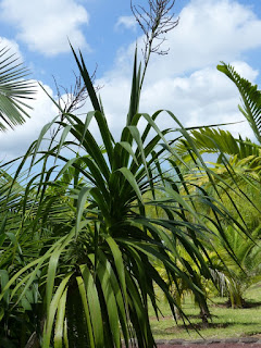 Cordylyne du Brésil - Cordyline dracaenoides