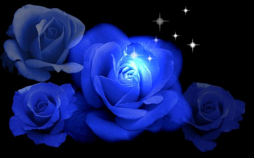 Blue Roses for the holidays