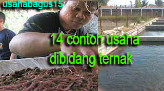 Contoh Peluang Usaha Dibidang Peternakan