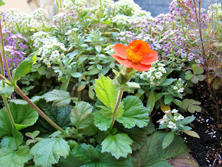 Hierba de San Benito (Geum coccineum Sm.).