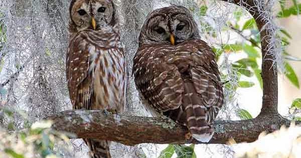 Masa Berkembang  Biak  Burung  Hantu  Hoot