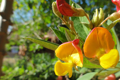 Flor do pé de feijão andu ou guandu