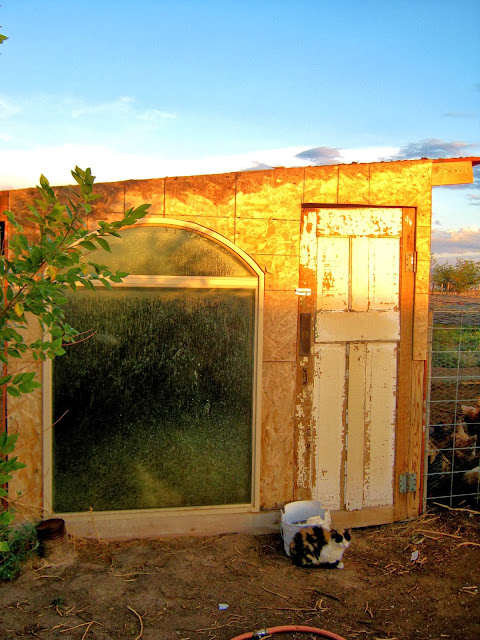 Our large hen house hotel is home to about 100 hens. I wanted a larger 