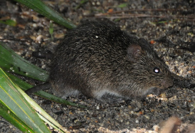 Hispid Cotton Rat (Sigmodon hispidus)