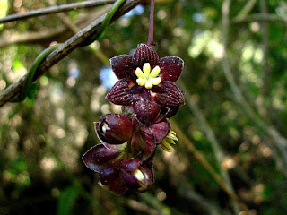 Lardizabala Fruit pictures