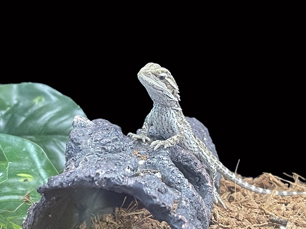 What lizards are best for beginners?