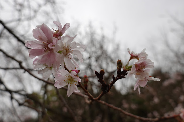 鳥取県西伯郡南部町鶴田　とっとり花回廊　桜の広場　ジュウガツザクラ（十月桜）