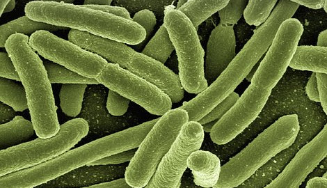 Mikroorganisme: Mengupas Struktur Bakteri dan Manfaatnya dalam Kehidupan