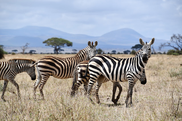 Safari na Tanzânia e no Quênia