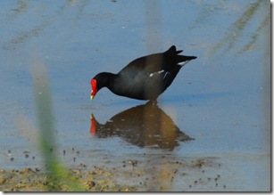 bird1