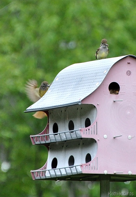 2. nesting in Livermore-kab