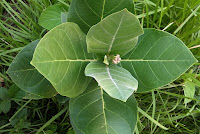 Calotropis gigantea