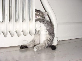 Kitten in embraces of the warm battery.