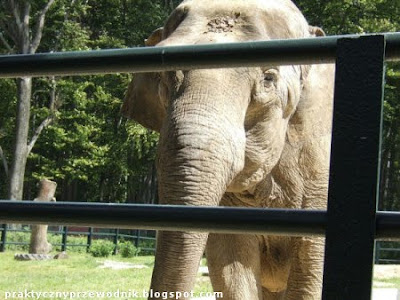 Słoń Zoo Kraków