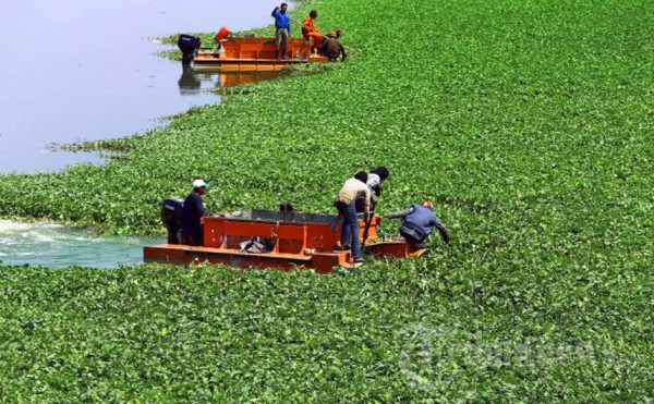 penyuluh perikanan tayu Menanggulangi Gulma di Waduk 