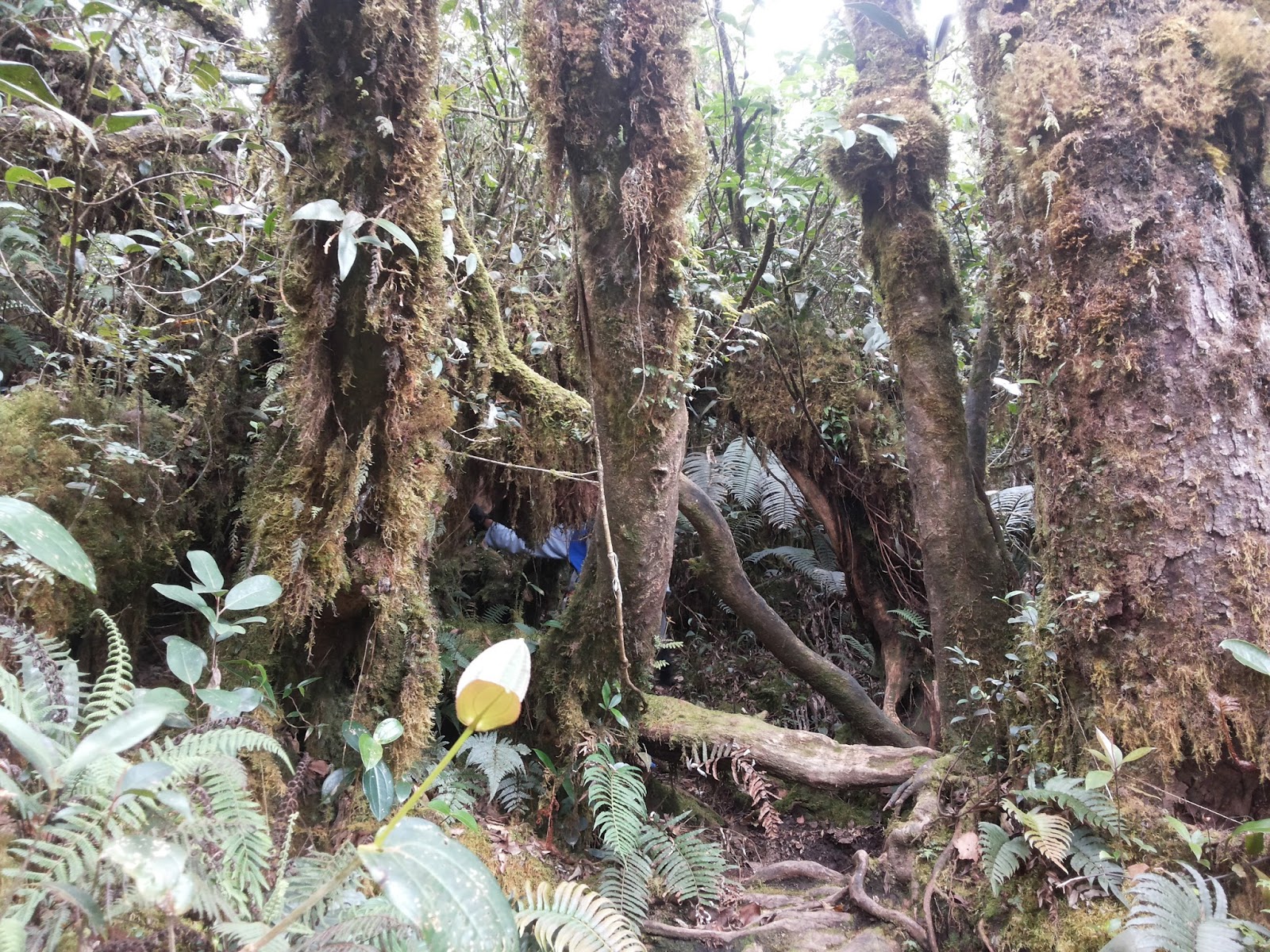 Pendakian Puncak Gunung Tanggamus ~ Merekam Jejak