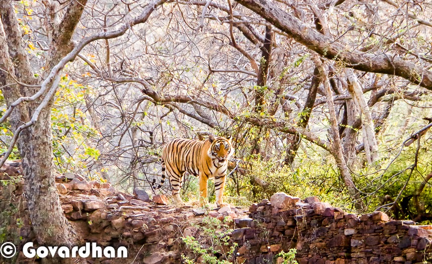 Kanha Tiger Reserve, Madhya Pradesh: Immortalized in Rudyard Kipling's "The Jungle Book," Kanha is one of India's largest and most well-managed tiger reserves. The park's expansive grasslands and meandering streams offer prime tiger habitat, with ample opportunities for sightings.