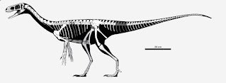 Eodromaeus murphi'nin iskelet