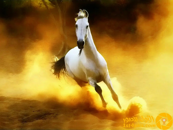 صور الخيل ( 1 ) صور الخيل ( 1 )