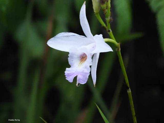 Bamboo Orchid (Arundina graminifolia)