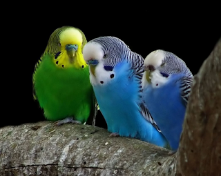 Burung Kakak Tua Lucu