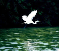 bird over the lake