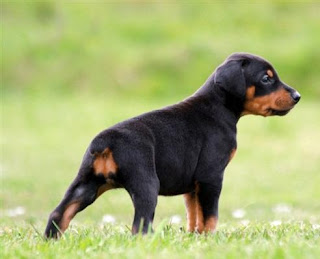 Doberman Pinscher Puppy Picture