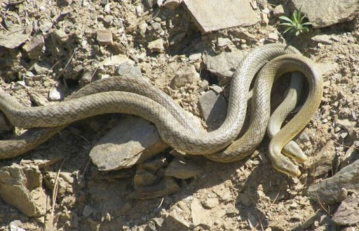 snakes making love