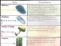 Ejemplos De Los 5 Reinos De Los Seres Vivos