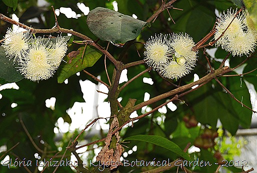 Gloria Ishizaka - Jardim Botanico de Kyoto 2012 - 16