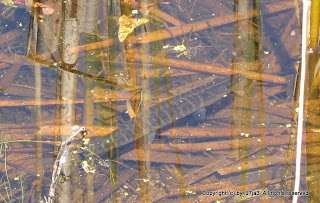 Redfin Pickerel