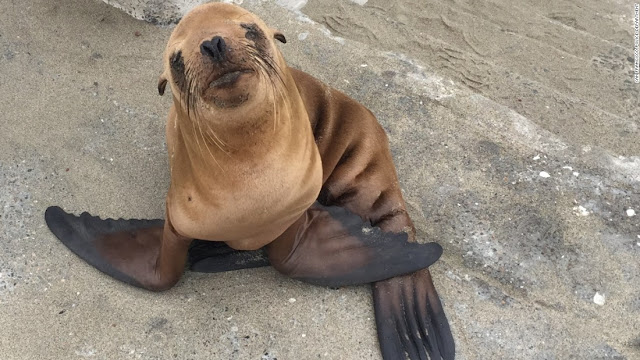 Lo agüelo ensomiabe en los leons marins.