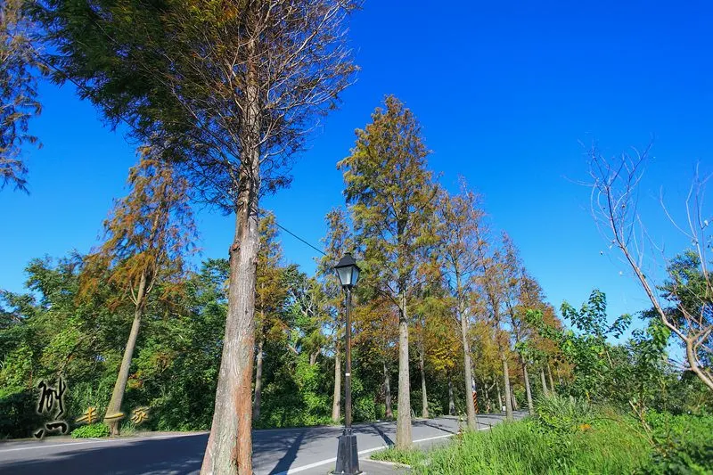 [桃園大溪石園路秘境] 落羽松大道｜石園路落羽松