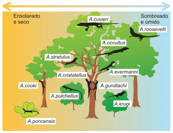 (FGV-SP 2020) A figura mostra onze espécies de lagartos do gênero Anolis encontradas na ilha de Porto Rico.