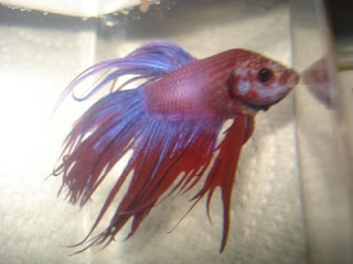 crowntail betta splenden