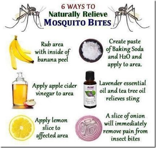 MosquitoBites