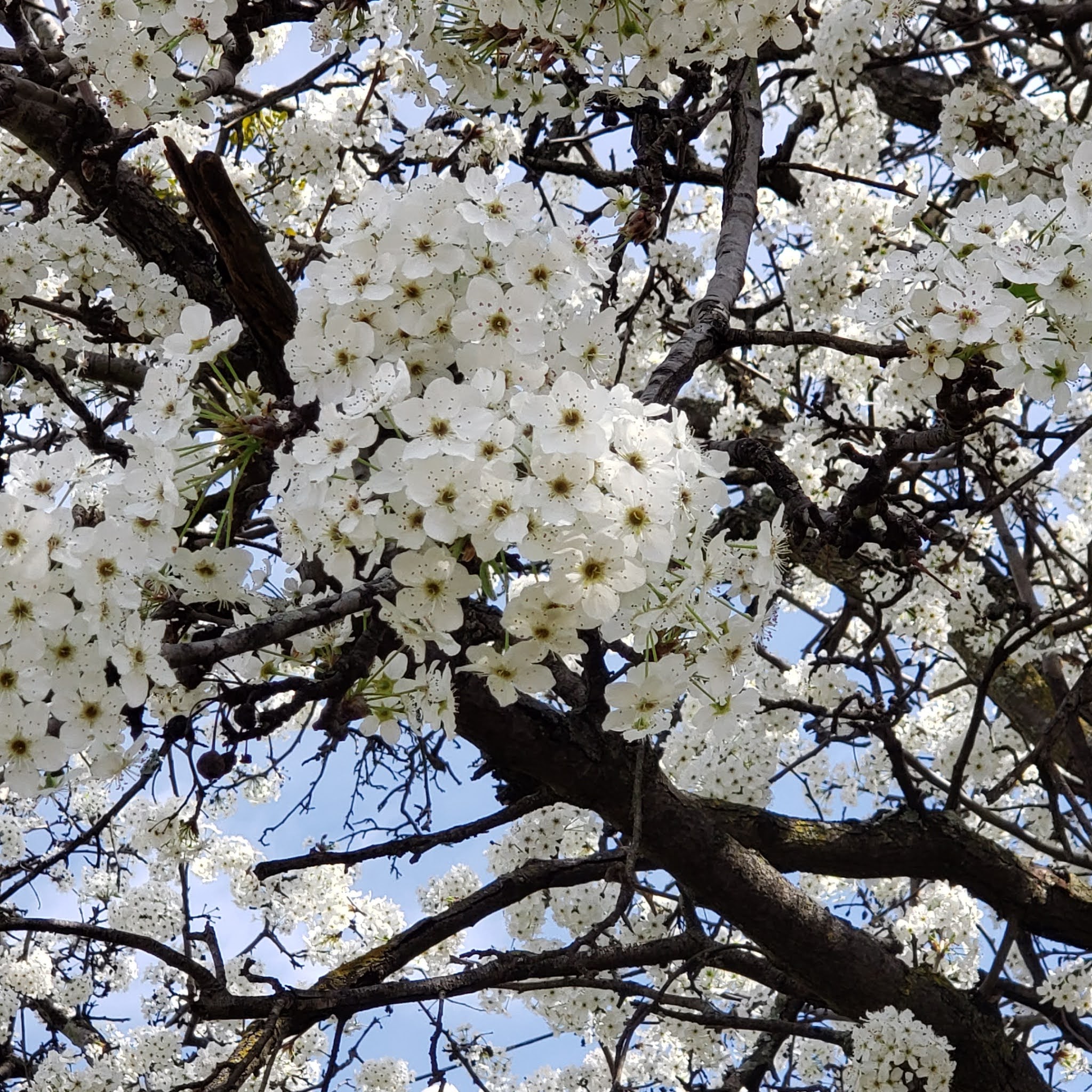 春のアメリカ 桜に似た白い花が満開です 今日のアメリカ 今日のパン