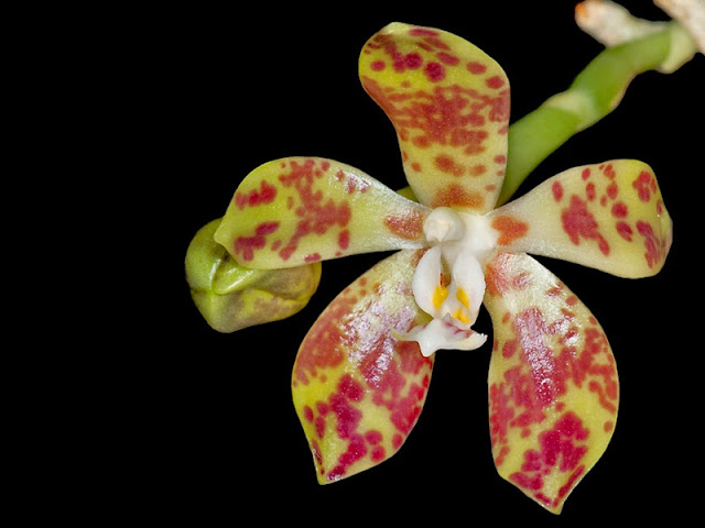 Phalaenopsis doweryensis 花朵近攝