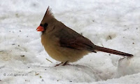 Northern cardinal female, PEI, Canada, by Jodi Arsenault