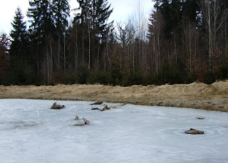 Zugefrorener Tümpel im Forstenrieder Park