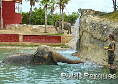 elefantas de Terra Natura Benidorm