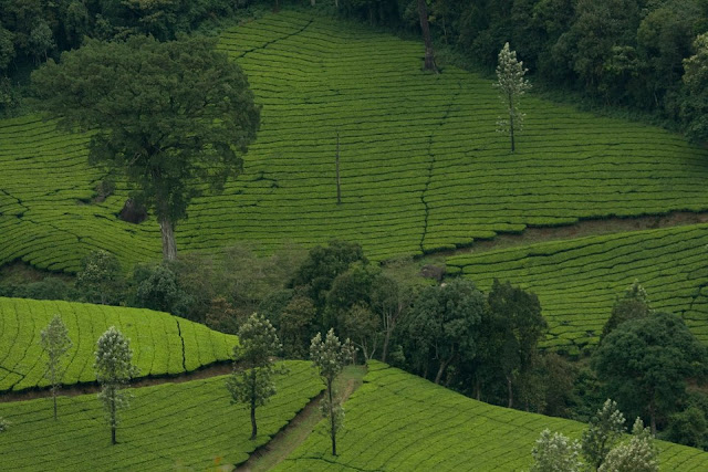 The impeccable tea plantations at Munnar, Kerala
